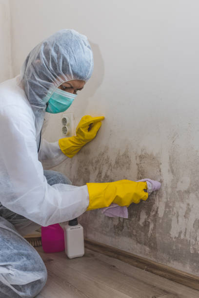 Best Black Mold Removal  in Salamatof, AK