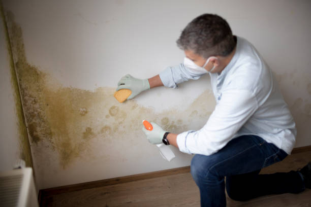 Best Mold Damage Restoration  in Salamatof, AK